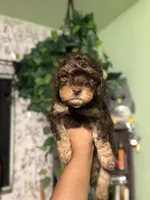 Lime 🍋‍🟩 , a male Maltipoo for sale in Los Angeles, CA – 1 of 4
