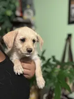 Cena, a female Chipoo for sale in Los Angeles, CA – 4 of 7
