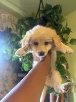Kona, a male Maltipoo for sale in Los Angeles, CA – 3 of 4