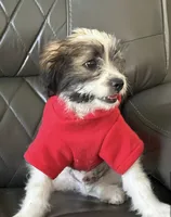 Jack, a male Maltipoo and Chihuahua for sale in Los Angeles, CA – 3 of 10
