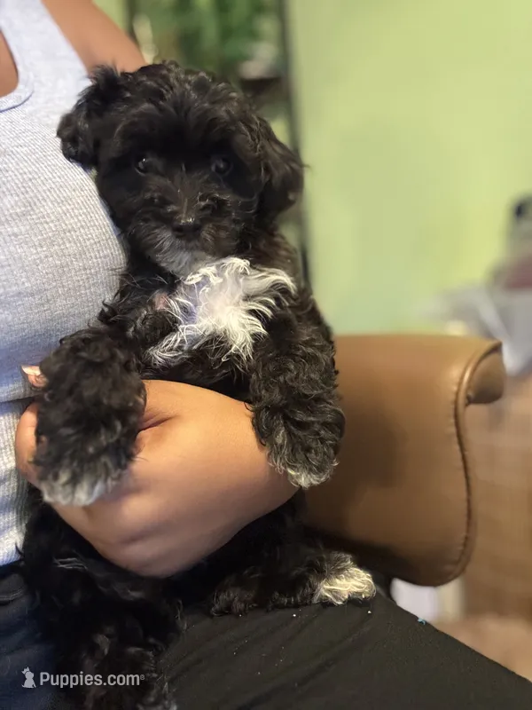 Mia – Maltipoo puppy for sale in Los Angeles, CA
