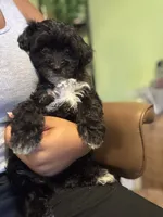 Mia, a female Maltipoo for sale in Los Angeles, CA – 1 of 3