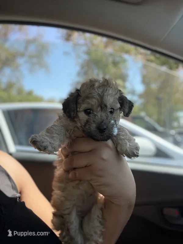 Brownie – Yorkipoo puppy for sale in Los Angeles, CA