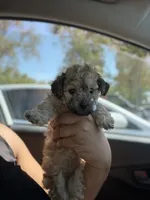 Brownie, a female Yorkipoo for sale in Los Angeles, CA – 1 of 8