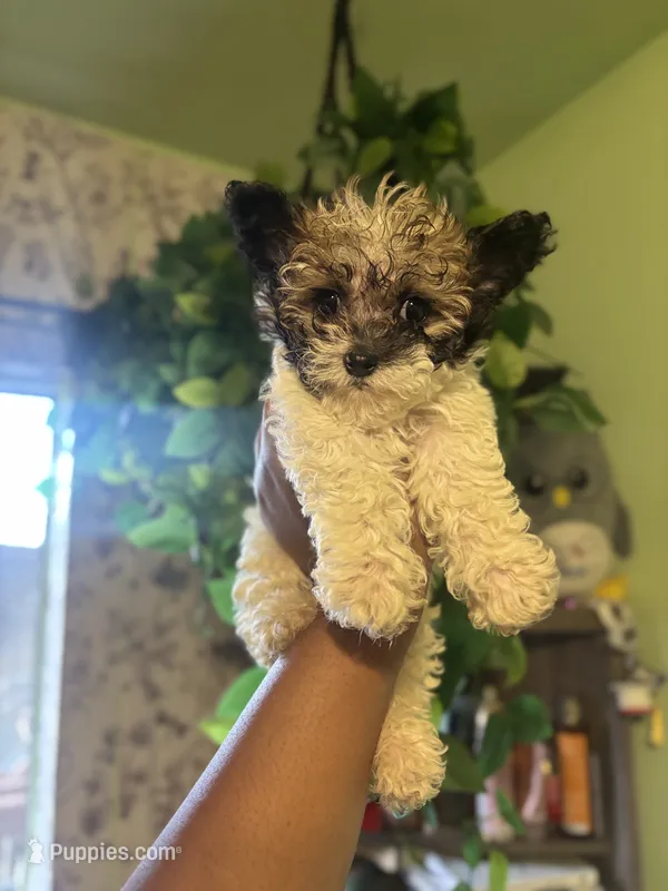 Jack  – Maltipoo puppy for sale in Los Angeles, CA