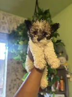 Jack , a male Maltipoo for sale in Los Angeles, CA – 1 of 5