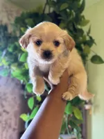 Willard, a male Maltipoo for sale in Los Angeles, CA – 5 of 5