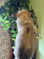 Onyx, a male Pomsky for sale in Los Angeles, CA – 6 of 6