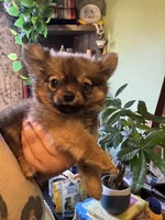 Wolfie, a male Pomchi for sale in Los Angeles, CA – 2 of 3