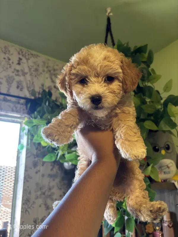 Sweetie Pie – Maltipoo puppy for sale in Los Angeles, CA