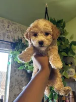 Sweetie Pie, a female Maltipoo for sale in Los Angeles, CA – 1 of 3