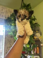 Jack , a male Maltipoo for sale in Los Angeles, CA – 5 of 5