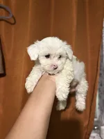 Theo, a male Maltipoo for sale in Los Angeles, CA – 2 of 2