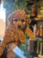 Coco, a male Maltipoo for sale in Los Angeles, CA – 4 of 4