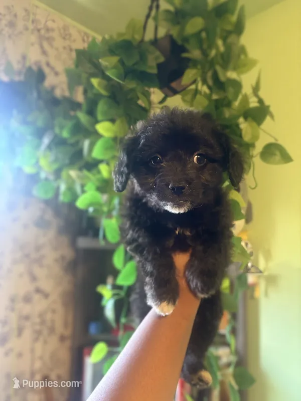 Koda – Maltipoo puppy for sale in Los Angeles, CA