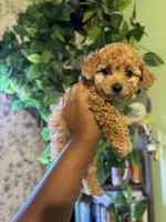 Coco, a male Maltipoo for sale in Los Angeles, CA – 3 of 4