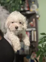 Snow, a female Maltipoo for sale in Los Angeles, CA – 2 of 5