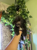 Lex, a female Yorkipoo for sale in Los Angeles, CA – 3 of 3