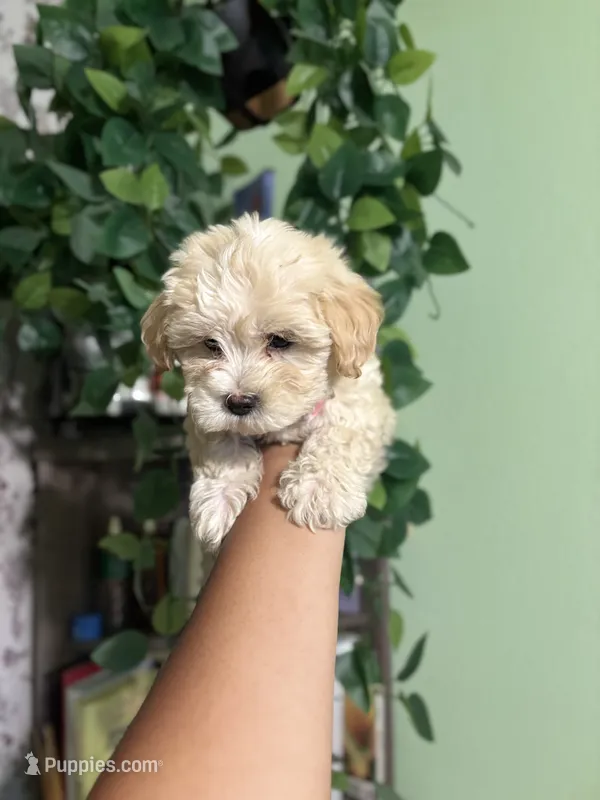 Lotus 🪷  – Maltipoo puppy for sale in Los Angeles, CA