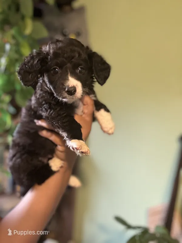 Biggie – Maltipoo puppy for sale in Los Angeles, CA