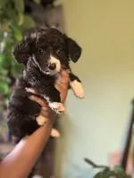 Biggie, a male Maltipoo for sale in Los Angeles, CA – 1 of 3