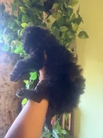 Panther , a male Miniature Goldendoodle for sale in Los Angeles, CA – 2 of 5