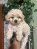 Max, a male Yorkipoo for sale in Los Angeles, CA – 2 of 4