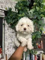 Snow, a female Maltipoo for sale in Los Angeles, CA – 4 of 5