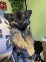 Wolf Lee , a female Pomchi for sale in Los Angeles, CA – 2 of 3