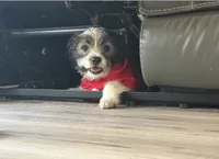 Jack, a male Maltipoo and Chihuahua for sale in Los Angeles, CA – 4 of 10