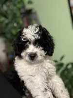 Oreo, a male Maltipoo for sale in Los Angeles, CA – 2 of 5