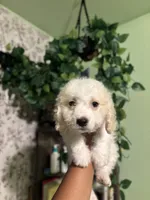 Frizzle, a male Maltipoo for sale in Los Angeles, CA – Photo 2 of 4