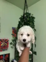 Frizzle, a male Maltipoo for sale in Los Angeles, CA – Photo 3 of 4