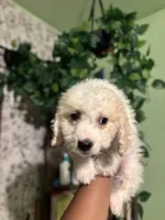 Frizzle, a male Maltipoo for sale in Los Angeles, CA – Photo 1 of 4