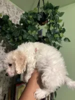 Frizzle, a male Maltipoo for sale in Los Angeles, CA – Photo 4 of 4