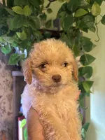 Mills, a male Maltipoo for sale in Los Angeles, CA – 2 of 3
