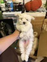 Max, a male Maltipoo for sale in Los Angeles, CA – 1 of 6