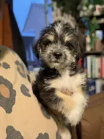 Mamas, a female Yorkipoo for sale in Los Angeles, CA – 8 of 9