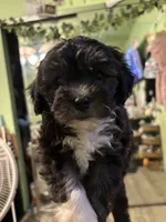 Jack , a male Yorkipoo for sale in Los Angeles, CA – 2 of 4