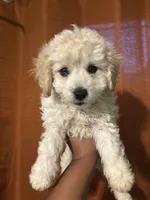 Jax, a male Maltipoo for sale in Los Angeles, CA – 4 of 4