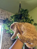 Sweetie Pie, a female Maltipoo for sale in Los Angeles, CA – 3 of 3