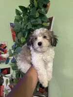 Snoopy, a male Maltipoo for sale in Los Angeles, CA – 5 of 6