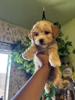 Sweetie Pie, a female Maltipoo for sale in Los Angeles, CA – 2 of 3