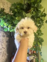 Miles, a male Maltipoo for sale in Los Angeles, CA – 5 of 6