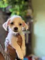 Bolt, a male Jack Russell Terrier and Chihuahua for sale in Los Angeles, CA – 3 of 8