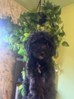 Panther , a male Miniature Goldendoodle for sale in Los Angeles, CA – 5 of 5