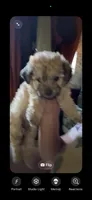 Brownie, a female Yorkipoo for sale in Los Angeles, CA – 8 of 8