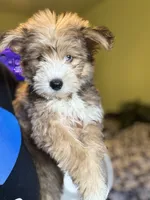 Athena, a female Pomsky for sale in Los Angeles, CA – 2 of 8