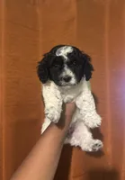 Oreo , a female Poodle - Miniature  for sale in Los Angeles, CA – Photo 3 of 4