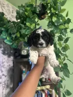 Oreo , a female Poodle - Miniature  for sale in Los Angeles, CA – Photo 1 of 4